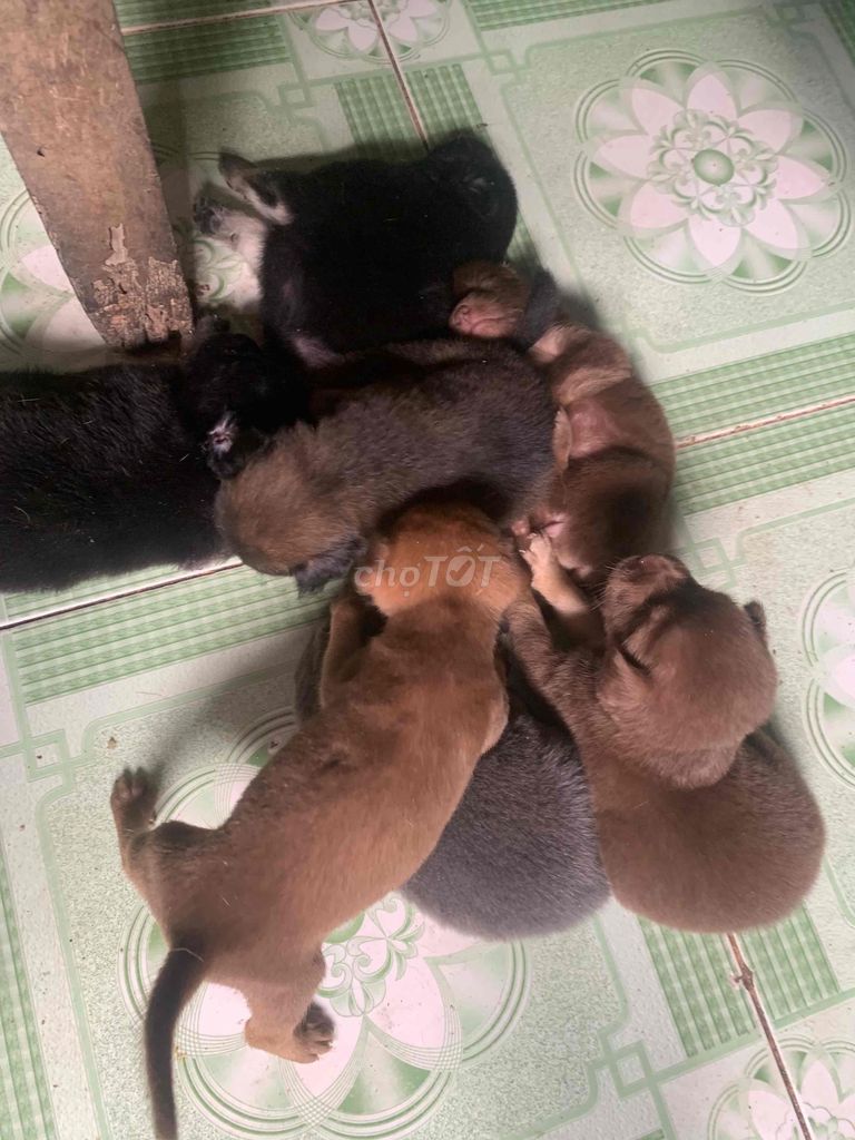 vía chó cỏ