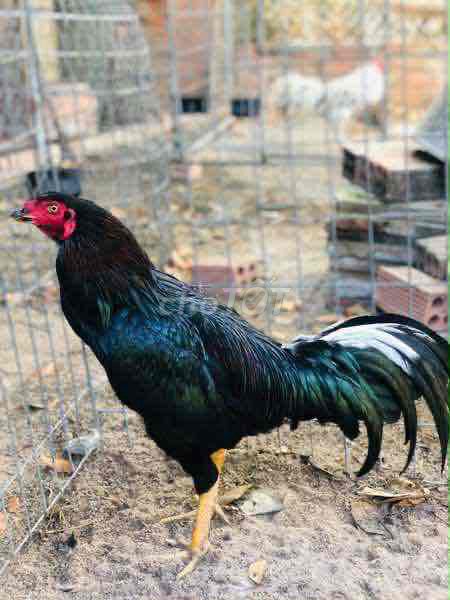 Gà giáp trống 6 tháng. Mua bán Gà tại Huyện Thống Nhất Đồng Nai được đăng bởi hoàng gà thomo hình 1