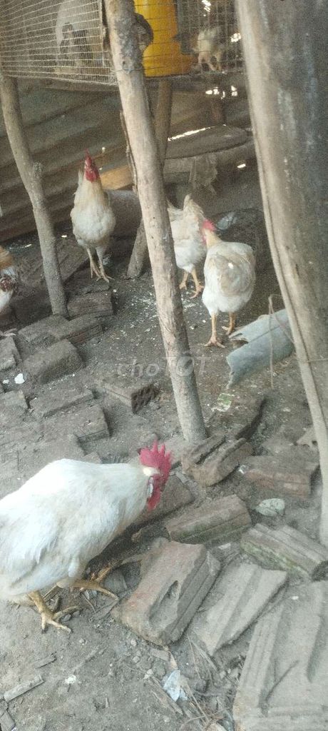 Gà Trắng. Mua bán Gà tại Huyện Hòa Vang Đà Nẵng được đăng bởi Trân gà hình 1