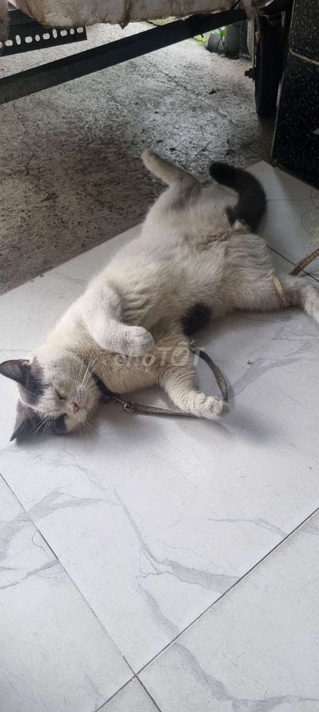 mèo. Mua bán Mèo tại Quận 12 Tp Hồ Chí Minh được đăng bởi hiep hình 1