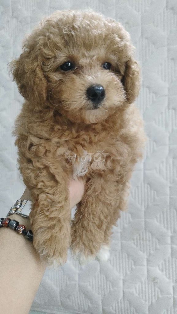 Chó Poodle đực cái gần 2 tháng. Mua bán Chó tại Huyện Cần Giuộc Long An được đăng bởi Thanh Nga hình 1