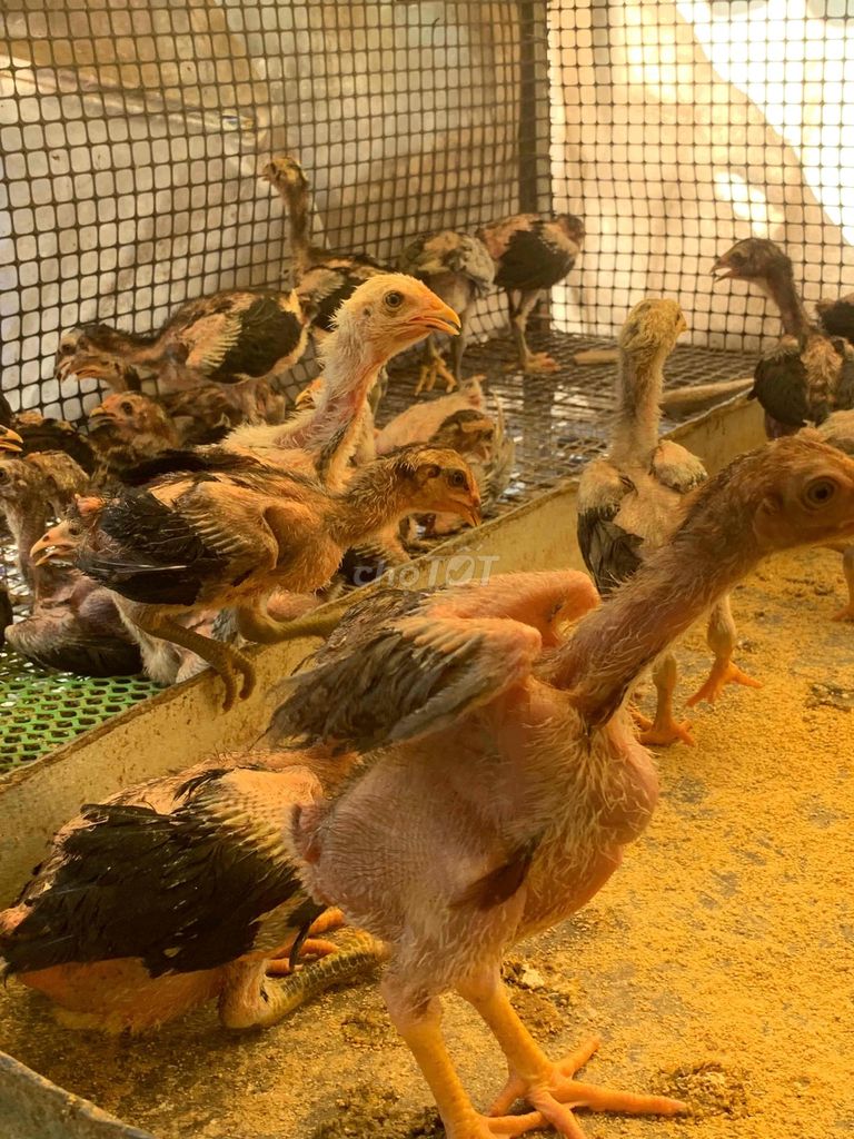 gà đòn gà chọi gà nòi giống tuyển chọn. Mua bán Gà tại Huyện Củ Chi Tp Hồ Chí Minh được đăng bởi trung nguyen hình 1