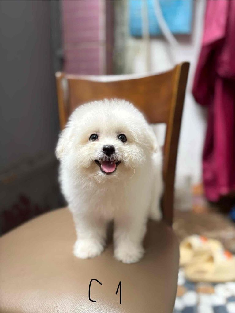 Chó Pomapoo Trắng Đen. Mua bán Chó tại Quận Bình Thạnh Tp Hồ Chí Minh được đăng bởi KayLa Unite Gruop hình 1