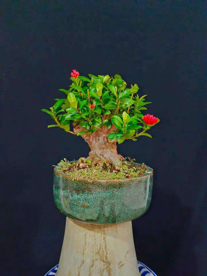 Cây Trang Sen bonsai cao 20cm