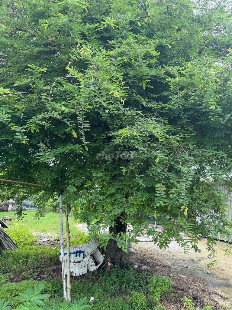Cây me xanh dễ trồng. Mua bán Cây cảnh, đồ trang trí tại Huyện Củ Chi Tp Hồ Chí Minh được đăng bởi Phong Ngô hình 1