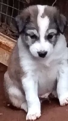 Chó ta thuần việt. Mua bán Chó tại Thành phố Vũng Tàu Bà Rịa - Vũng Tàu được đăng bởi vinh chu