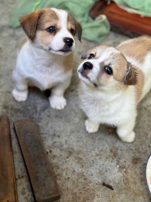 Chó Corgi lai Nhật Nâu trắng