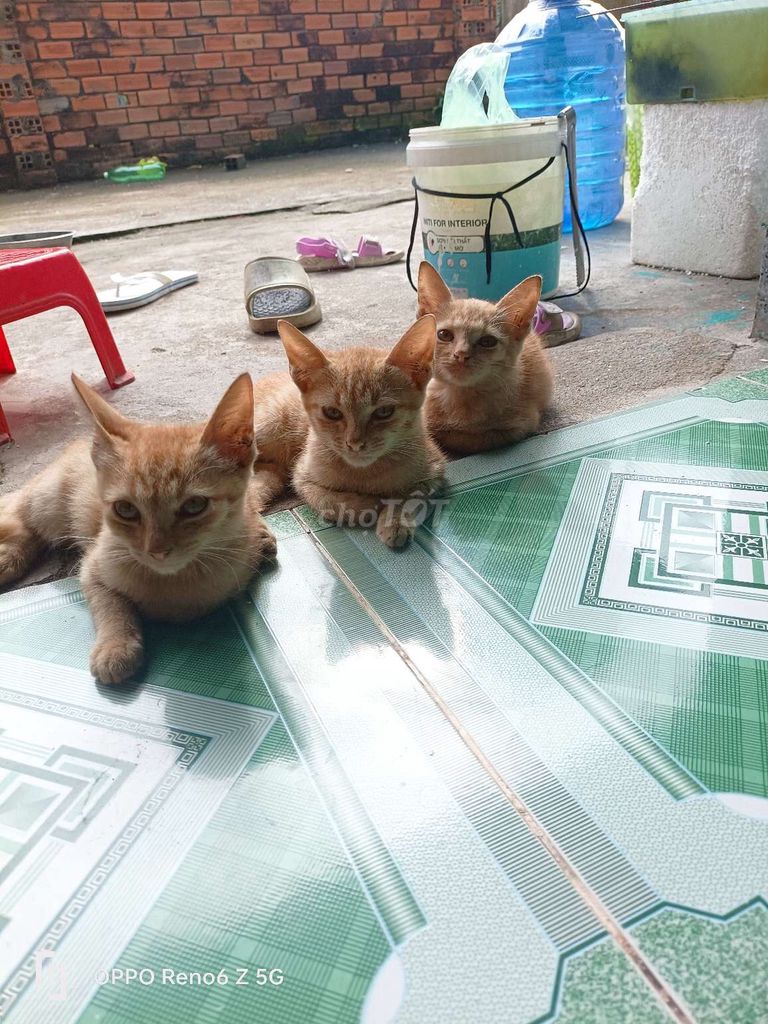Mèo Vàng cam. Mua bán Mèo tại Huyện Gò Dầu Tây Ninh được đăng bởi Hồng nhung  hình 1