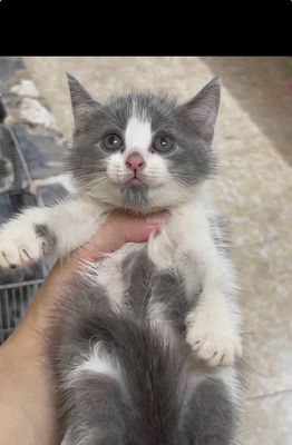Mèo anh lông ngắn bicolo 2 tháng a