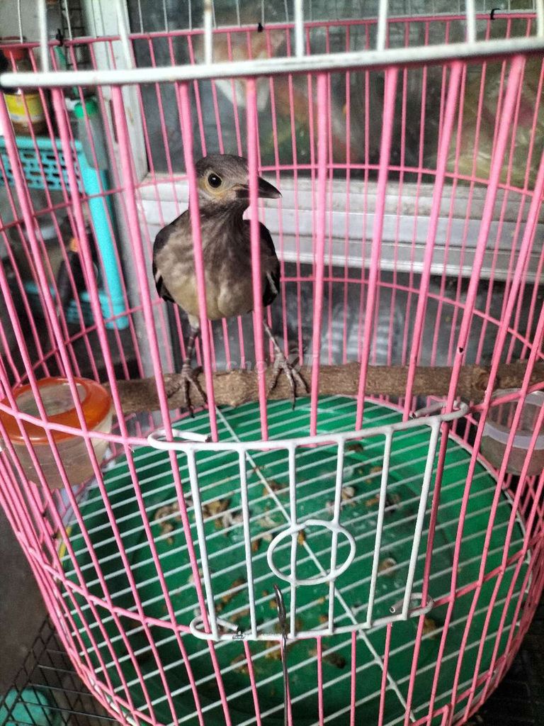 Chim cưỡng cả lồng . Mua bán Chim tại Thành phố Biên Hòa Đồng Nai được đăng bởi mình đức  hình 1
