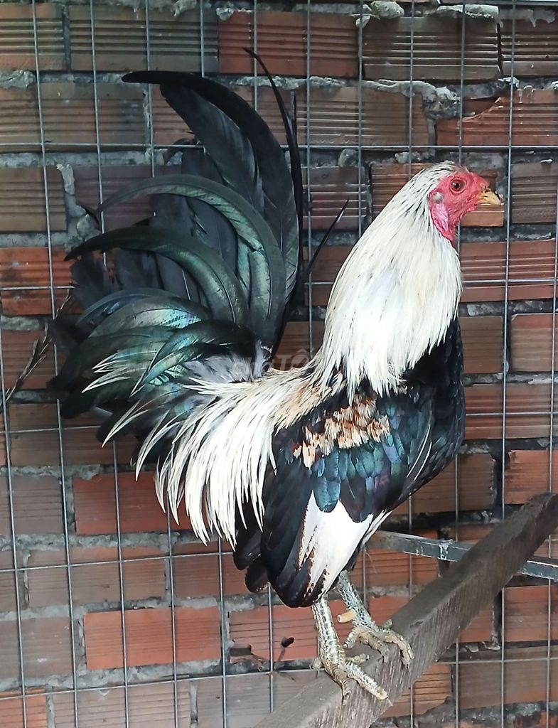 Gà mỹ 1kg1 đuôi ben dữ. Mua bán Gà tại Quận Bình Thuỷ Cần Thơ được đăng bởi Trần Văn Tuấn hình 1