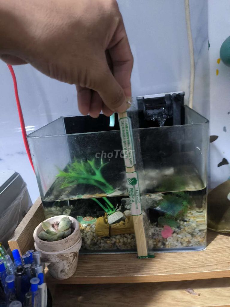 Bể cá mini SOBO Kính. Mua bán Phụ kiện, Thức ăn, Dịch vụ tại Quận Cẩm Lệ Đà Nẵng được đăng bởi Thành Duy hình 1
