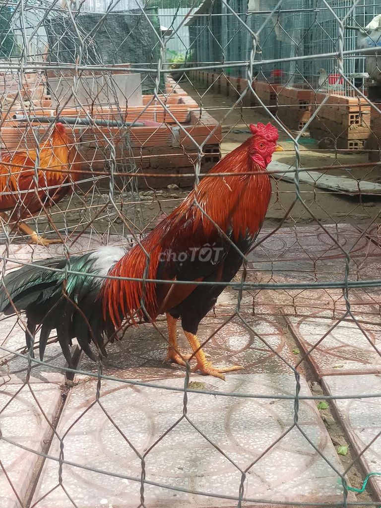 Gà điều. Mua bán Gà tại Huyện Kế Sách Sóc Trăng được đăng bởi lam soctrang hình 1