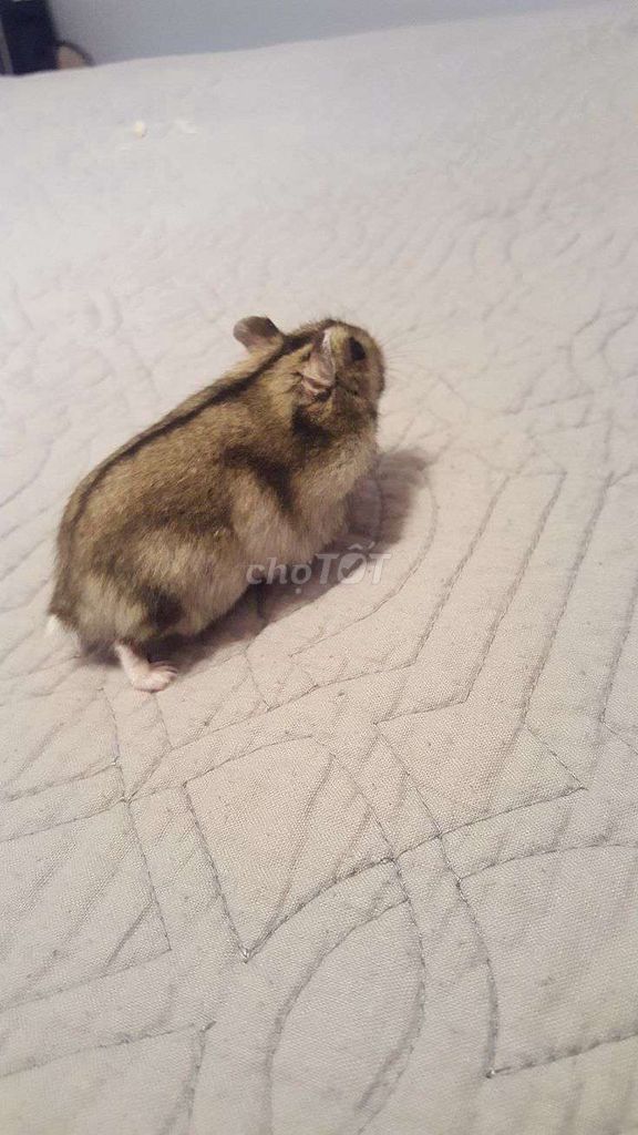 Hamster Winter White Trắng Nâu. Mua bán Thú cưng khác tại Huyện Sóc Sơn Hà Nội được đăng bởi Aryy hình 1