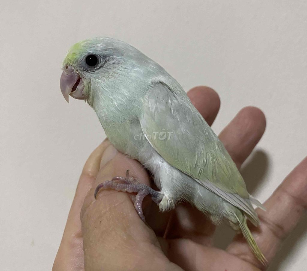Bé vẹt parotlet baby màu đẹp ngoan hiền cute ❤️. Mua bán Chim tại Quận Phú Nhuận Tp Hồ Chí Minh được đăng bởi Huy hình 1