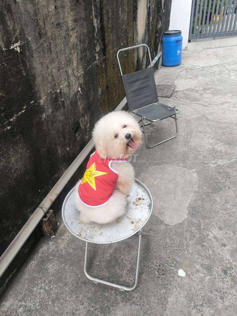 phối giống Chó Poodle đực màu Trắng. Mua bán Phụ kiện, Thức ăn, Dịch vụ tại Thành phố Thủ Đức Tp Hồ Chí Minh được đăng bởi Trung hình 1