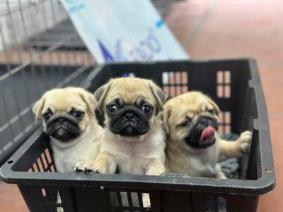 Chó Pug Vàng Kem Thân Thiện Tốt