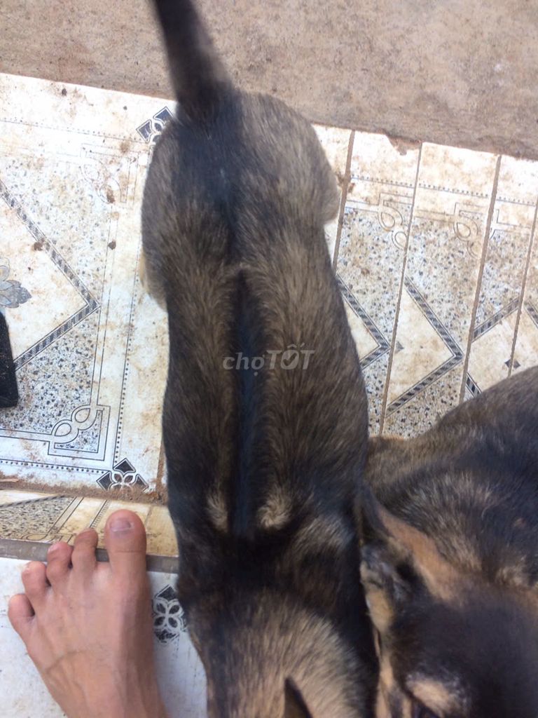 Chó Phú Quốc Đen vàng. Mua bán Chó tại Huyện Hàm Thuận Bắc Bình Thuận được đăng bởi Danh Tui hình 1
