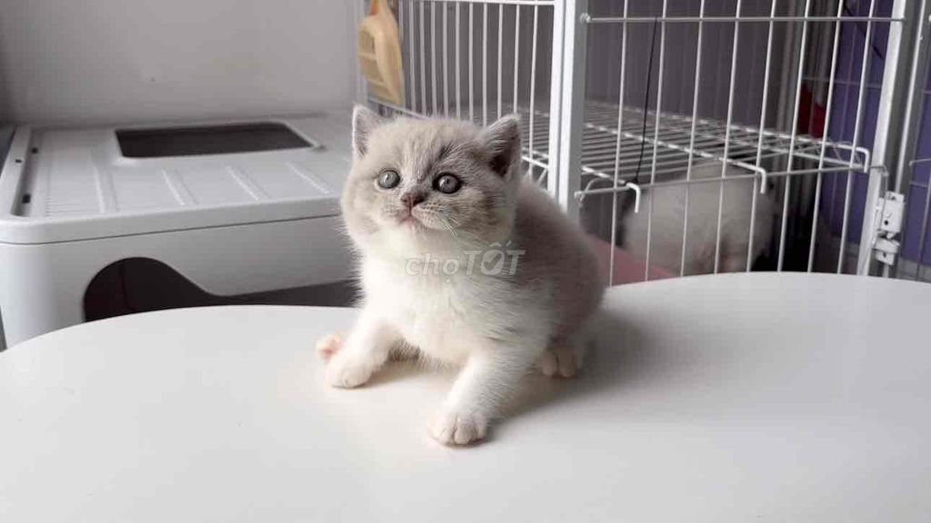 Cái Bililac xinh iu. Mua bán Mèo tại Quận 8 Tp Hồ Chí Minh được đăng bởi Zoey hình 3