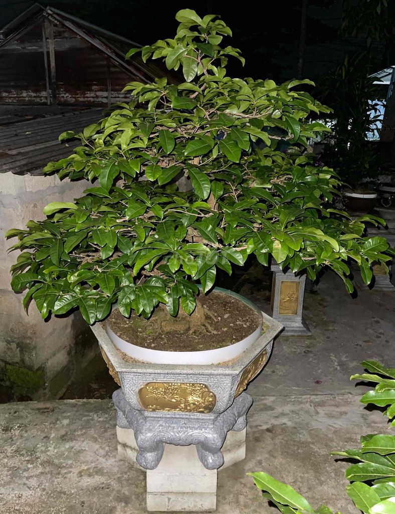 Hoàng Mai Huế rin cây chuẩn chỉ, đế củ xù. Mua bán Cây cảnh, đồ trang trí tại Thành phố Huế Thừa Thiên Huế được đăng bởi Hoàng Kin hình 1