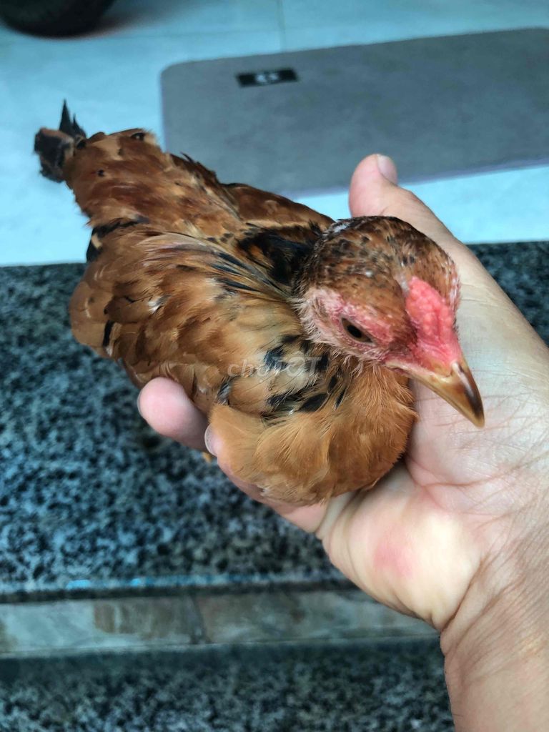 Gà ta con Nâu. Mua bán Gà tại Huyện Nhà Bè Tp Hồ Chí Minh được đăng bởi LÊ VĂN GIÀU hình 1