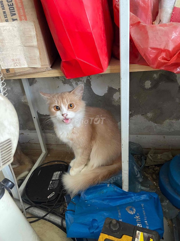 Mèo lông dài Vàng kem Nhỏ. Mua bán Mèo tại Quận Hà Đông Hà Nội được đăng bởi Thanh hình 1