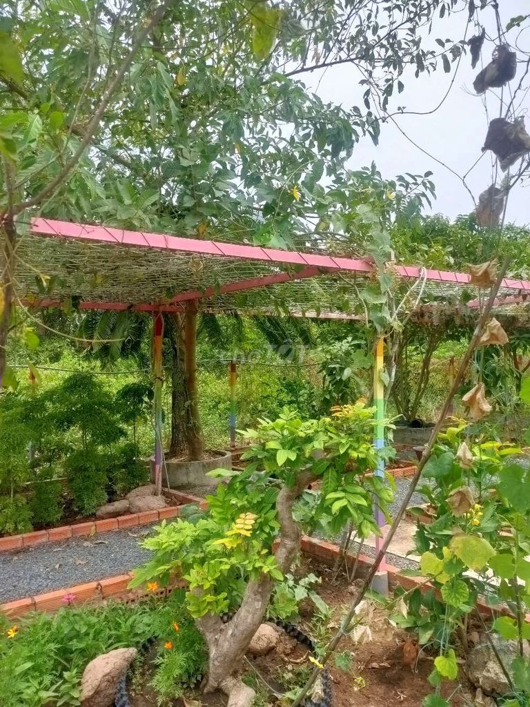 Bán farm đường Nguyễn Văn Tạo hiệp Phước Nhà Bè