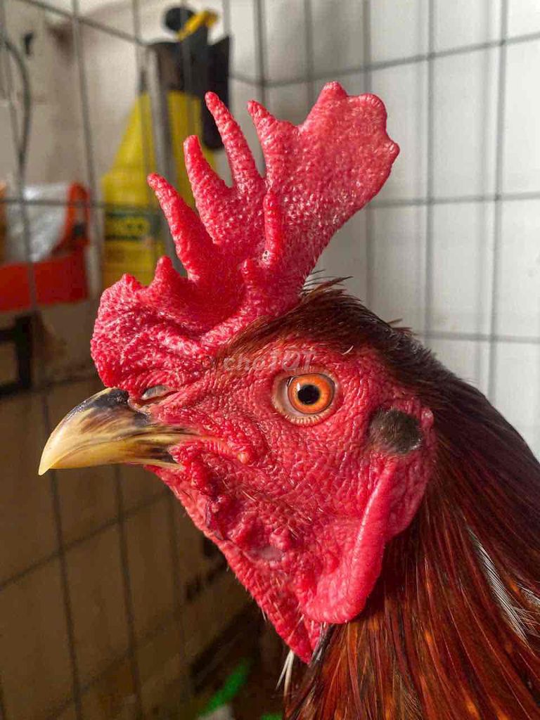 cúp việt rạc 3k5. Mua bán Gà tại Huyện Châu Thành Kiên Giang được đăng bởi Thanh RG hình 1