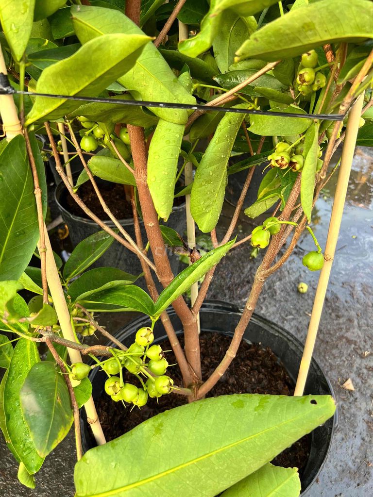 Mận xanh ngọt. Mua bán Đồ ăn, thực phẩm và các loại khác tại Quận Gò Vấp Tp Hồ Chí Minh được đăng bởi Tiệm CÂY Giá Rẻ hình 1