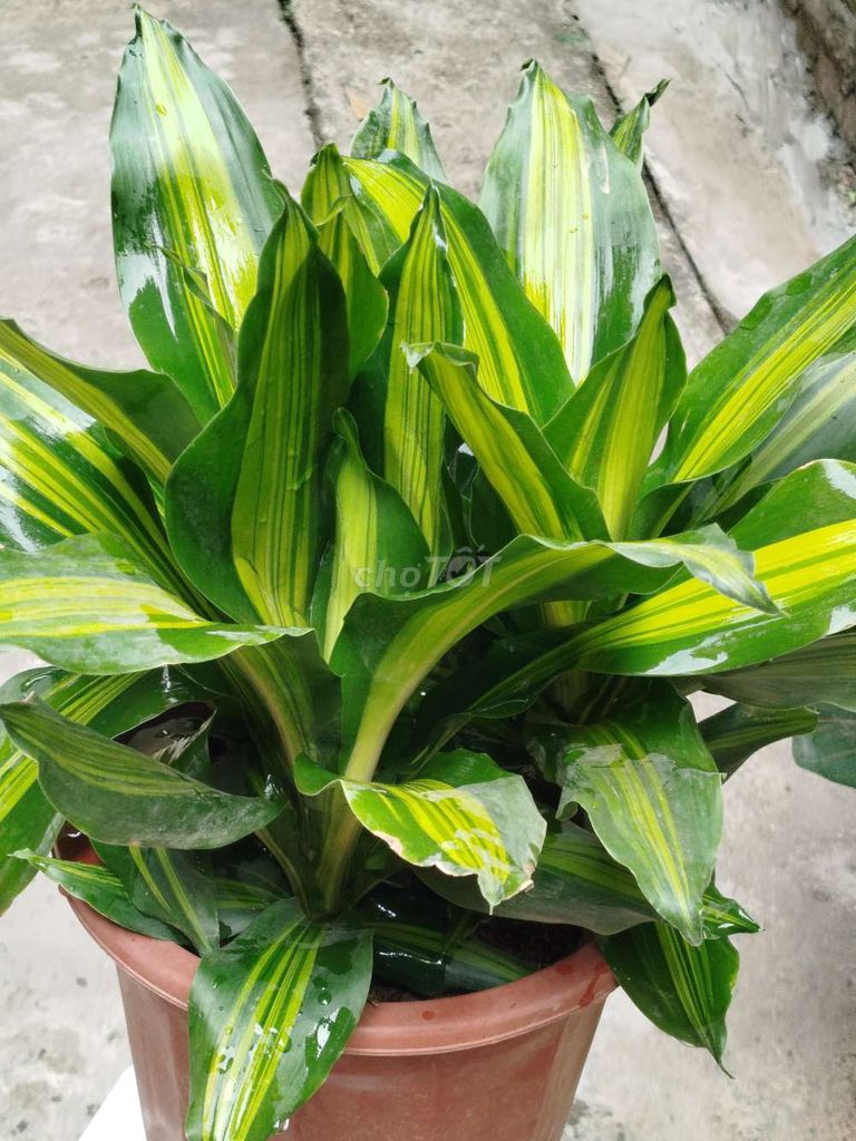 Cây Thiết mộc lan 50cm Xanh vàng. Mua bán Cây cảnh, đồ trang trí tại Quận Hoàng Mai Hà Nội được đăng bởi Nguyễn Minh Thoa hình 1