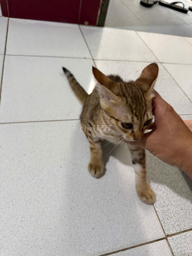 Mèo Vàng mướp 3 tháng tuổi. Mua bán Mèo tại Thành phố Vũng Tàu Bà Rịa - Vũng Tàu được đăng bởi Quân Trần hình 1