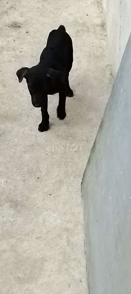 Mông cộc thỏ. Mua bán Chó tại Huyện Bàu Bàng Bình Dương được đăng bởi MrPhong hình 4