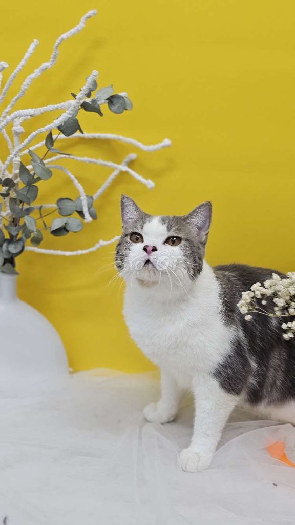 TRIỆT SẢN MÈO MIỄN PHÍ. Mua bán Mèo tại Quận Gò Vấp Tp Hồ Chí Minh được đăng bởi Hải Nquyễn hình 1