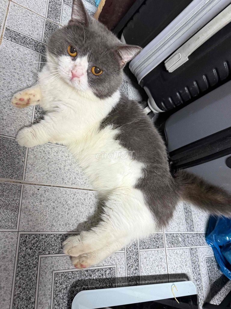 Tìm nhà mới cho bé lùn bicolor. Mua bán Mèo tại Quận 5 Tp Hồ Chí Minh được đăng bởi Nguyễn Thị Duyên hình 1