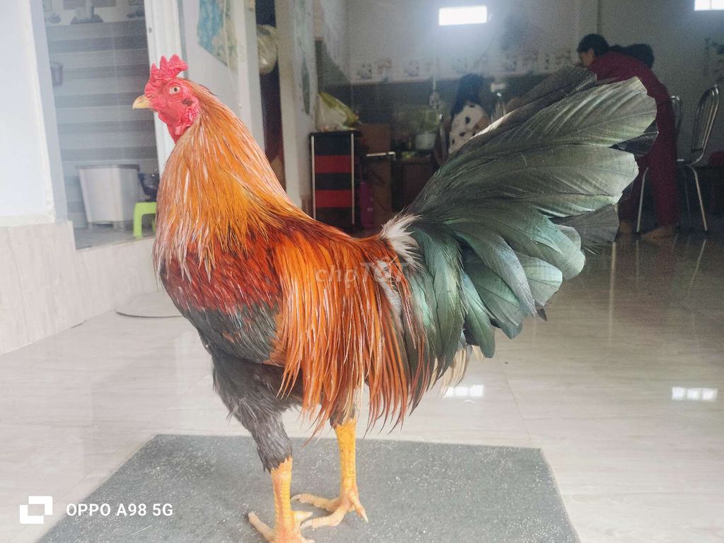 điều 2ki8 tay tốt. Mua bán Gà tại Quận Ô Môn Cần Thơ được đăng bởi VŨ GÀ VIỆT  hình 1