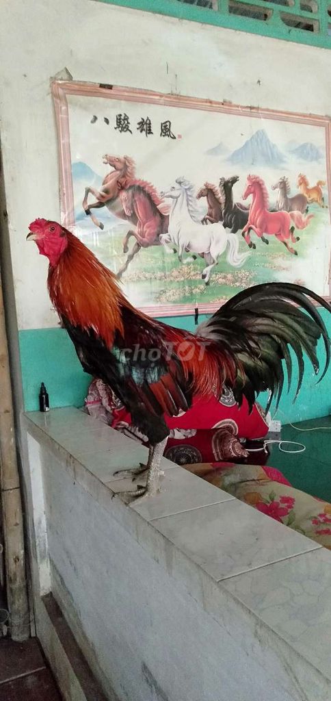 Xanh nhanh chơi 3,3 kg tơ zin tay tốt. Mua bán Gà tại Huyện Phong Điền Cần Thơ được đăng bởi Ký cần Thơ  hình 1