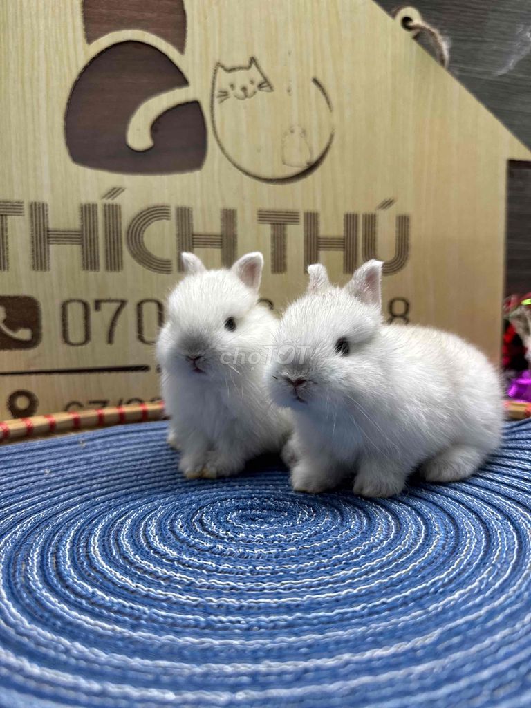 Thỏ Hà Lan lùn đực trắng 1 tháng. Mua bán Thú cưng khác tại Quận Ninh Kiều Cần Thơ được đăng bởi Nông Trại Gu Thích Thú  hình 1