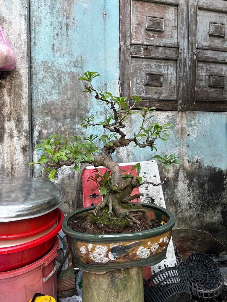 Lộc vừng Bonsai thân thon đế hoành to mụp. Mua bán Cây cảnh, đồ trang trí tại Huyện Củ Chi Tp Hồ Chí Minh được đăng bởi nguyễn quốc Thắng hình 1