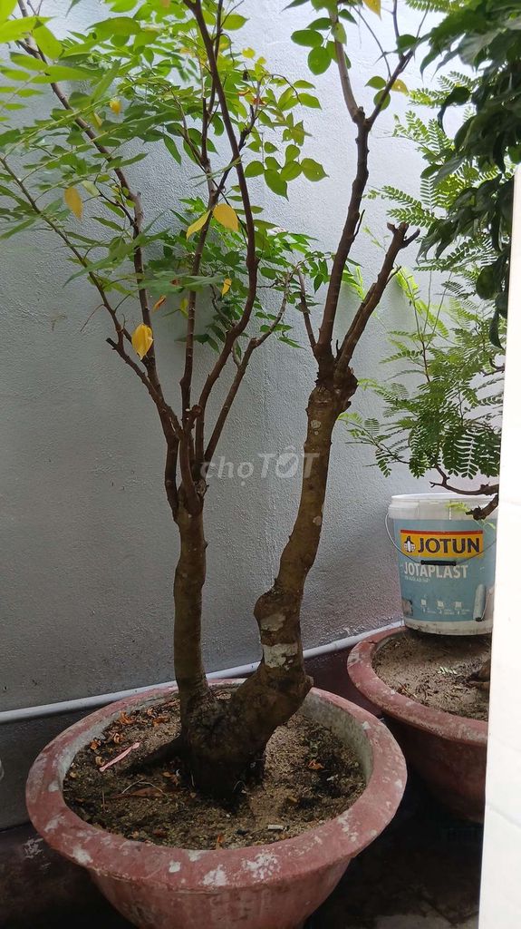 Cây khế ngọt dễ trồng. Mua bán Cây cảnh, đồ trang trí tại Quận Hải Châu Đà Nẵng được đăng bởi Lê Đình Phong hình 1