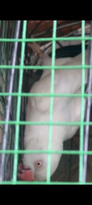 Ringneck mái ss lỗi mỏ 