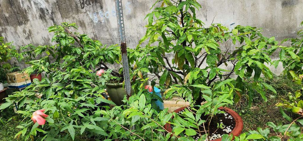 Làm nhà chia sẻ anh em đam mê mai chậu chơi tết và