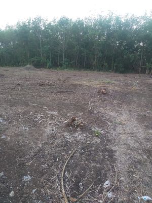 cho thuê đất làm nông nghiệp. Cho thuê đất tại Huyện Định Quán Đồng Nai được đăng bởi Cao