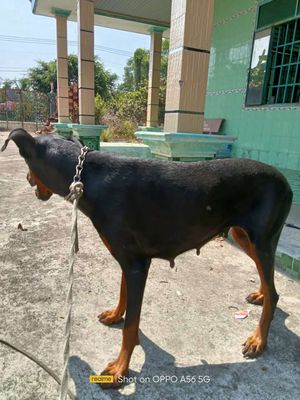 Chó Doberman cái trên 30kg đen vàng