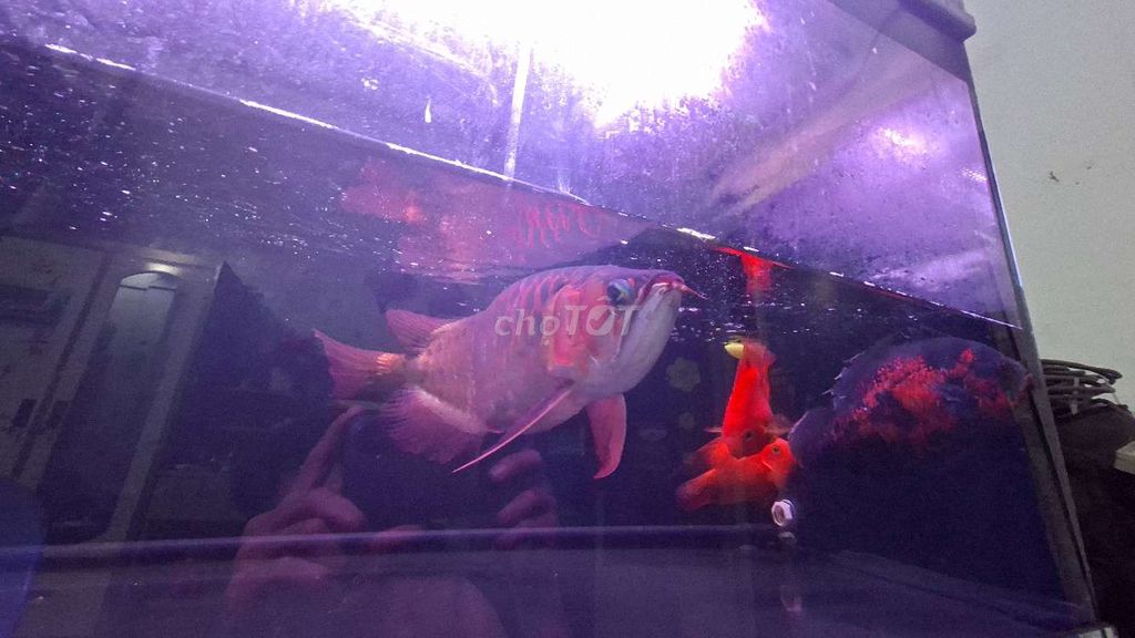 CÁ HUYẾT LONG INDO. Mua bán Thú cưng khác tại Huyện Củ Chi Tp Hồ Chí Minh được đăng bởi Triệu Minh hình 5