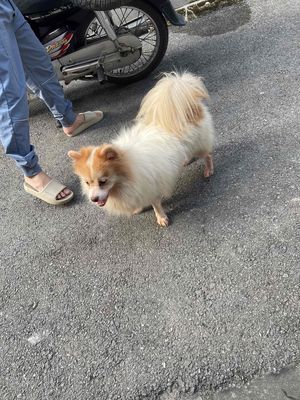 cần bán. Mua bán Chó tại Huyện Gia Lâm Hà Nội được đăng bởi Linh