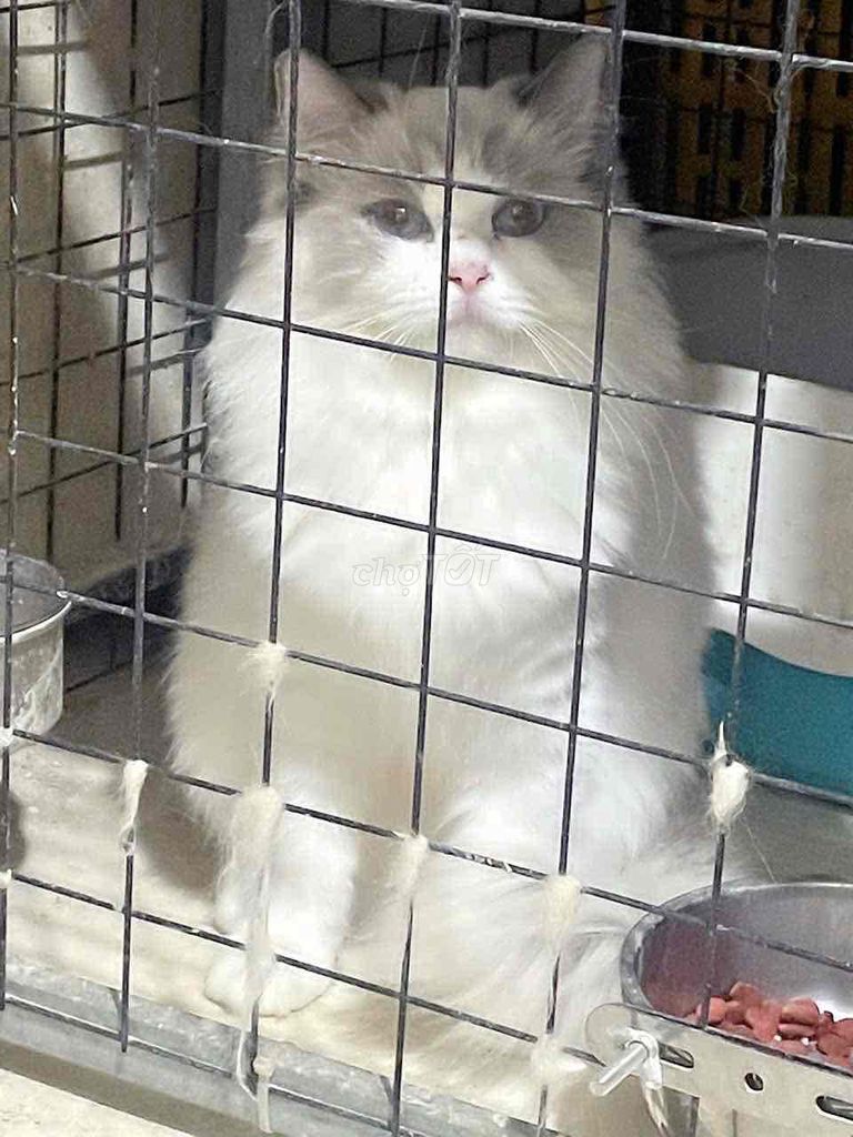 RAGDOLL CÁI MẶT XINH CÂN