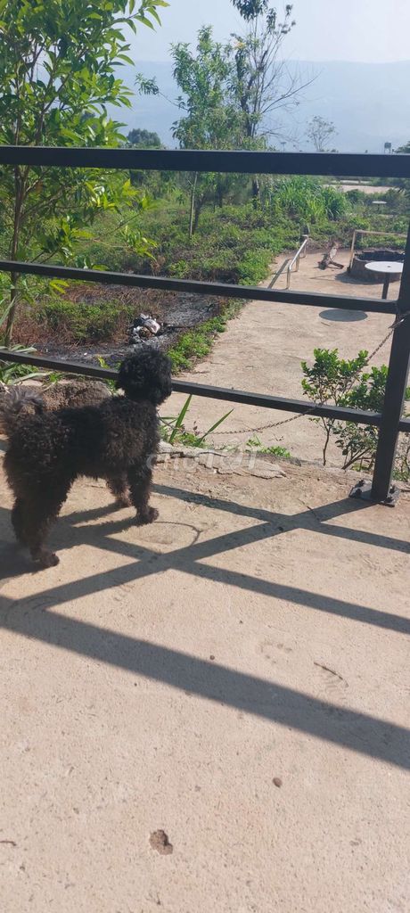 Bán Chó Poodle đực 9 tháng.. Mua bán Chó tại Huyện Đức Trọng Lâm Đồng được đăng bởi Timmy Timmy hình 1