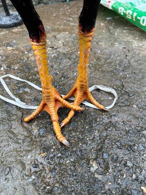 tía 27. Mua bán Gà tại Huyện Thanh Trì Hà Nội được đăng bởi  gà chọi  giống 