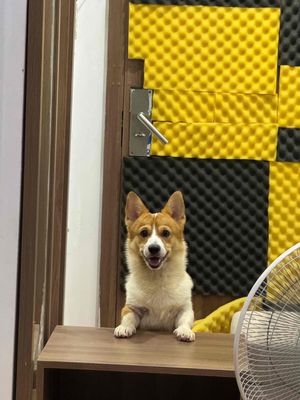 Bé corgi 7 tháng tuổi cần tìm mái ấm mới ạ