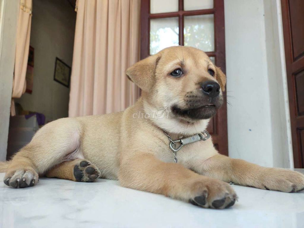 Chó Bec, chó Rot tại Đà Nẵng. Mua bán Chó tại Quận Hải Châu Đà Nẵng được đăng bởi An Bảo hình 4